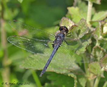 Celithemis verna, male